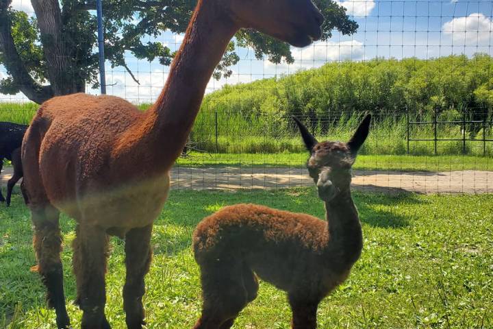 a llama in a grassy field