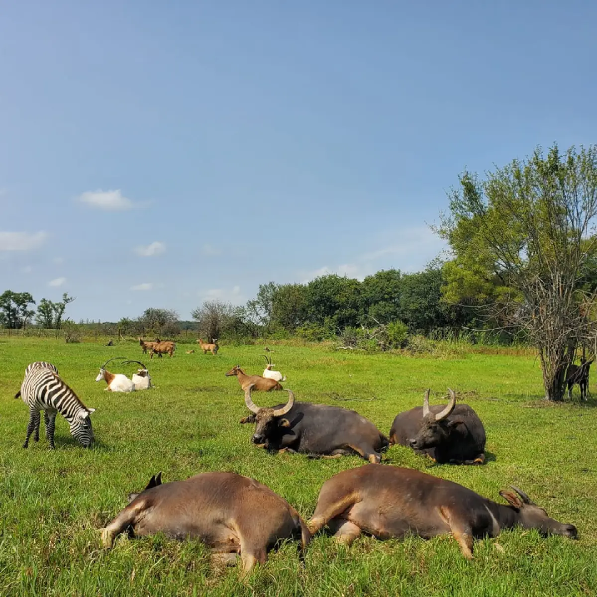 a herd of cattle lying on top of a grass covered field