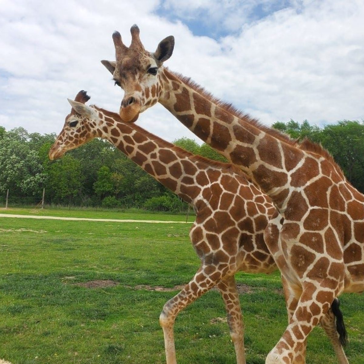 a group of giraffe standing on top of a grass covered field