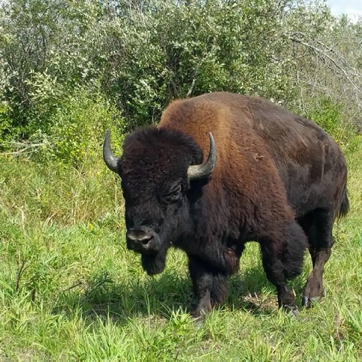 a large brown cow standing on top of a grass covered field