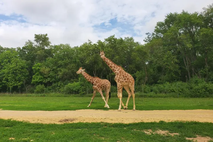 a group of giraffe standing on top of a grass covered field
