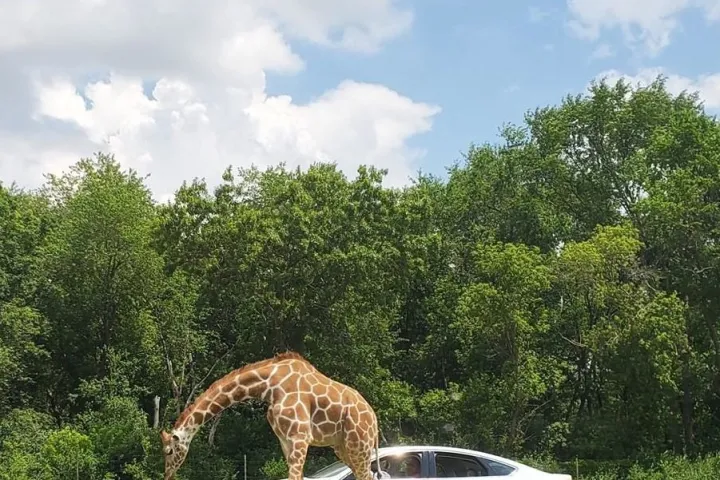 a group of giraffe standing on top of a grass covered field