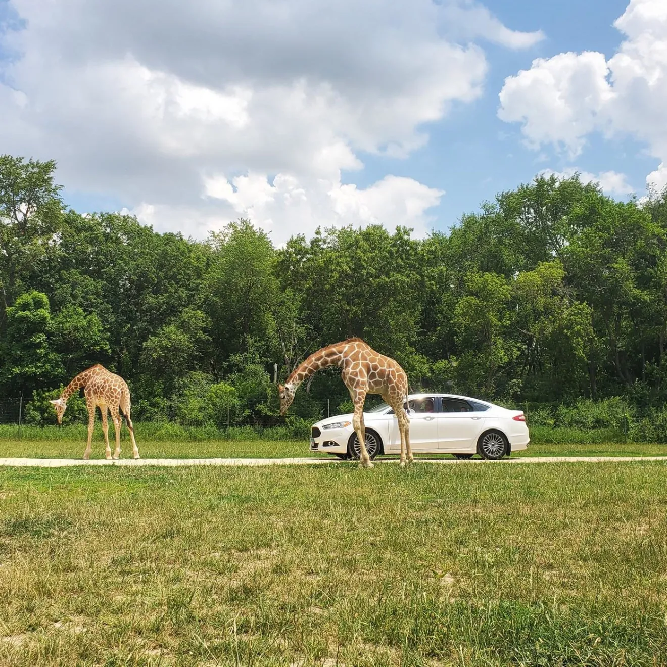 a group of giraffe standing on top of a grass covered field