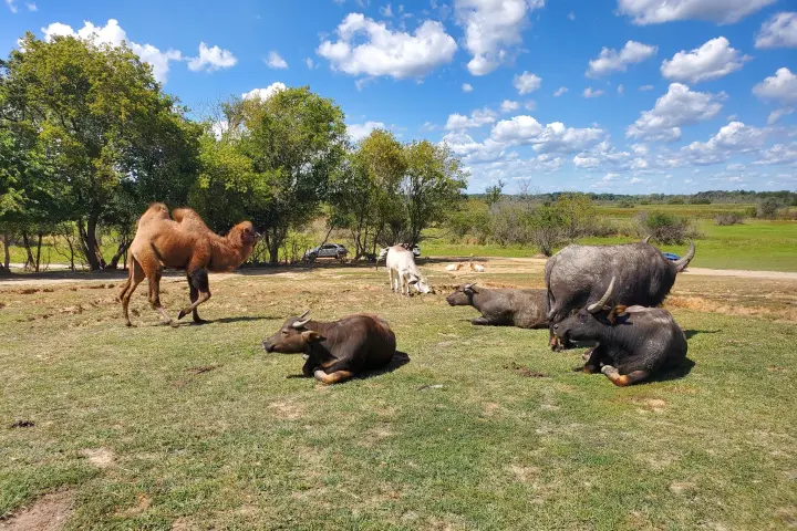 a herd of cattle standing on top of a grass covered field