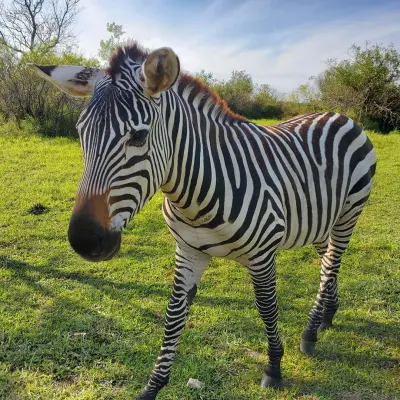 a zebra standing on top of a lush green field
