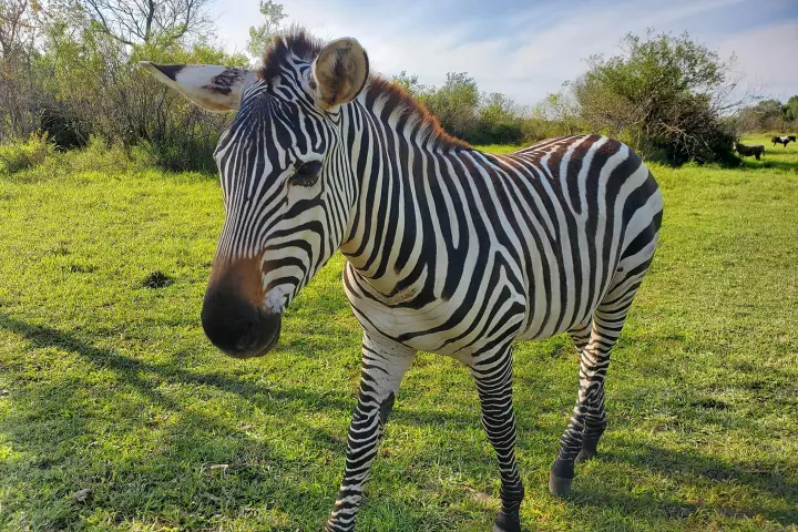 a zebra standing on top of a lush green field