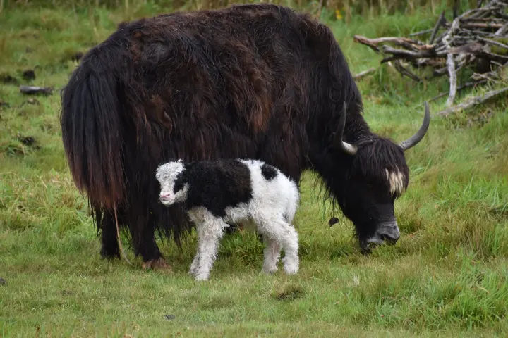 a brown cow standing on top of a grass covered field