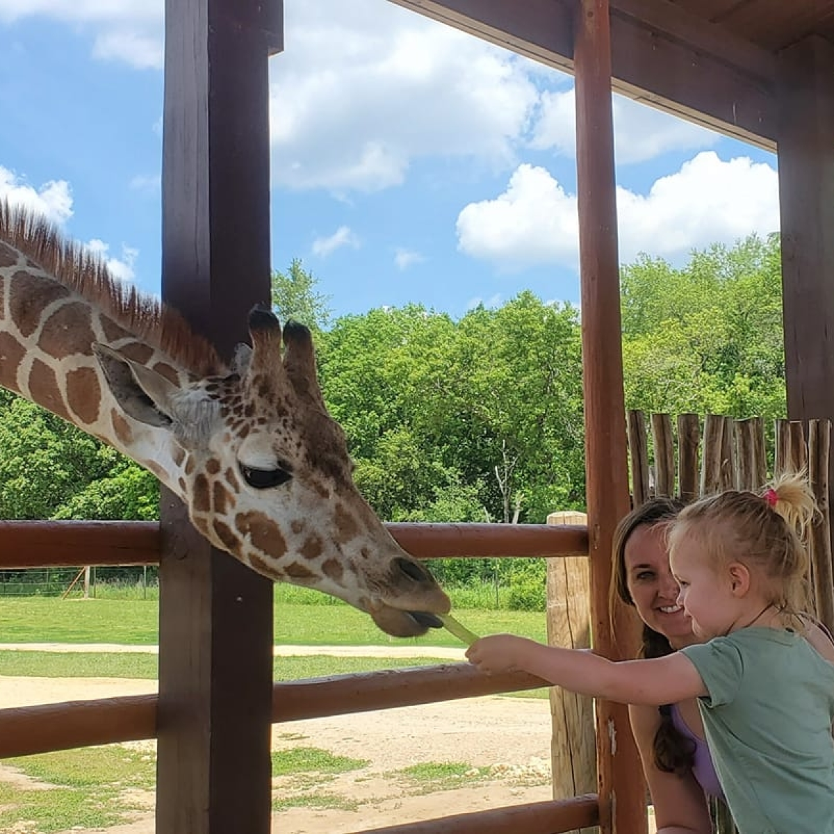 a child feeding a giraffe through a fence