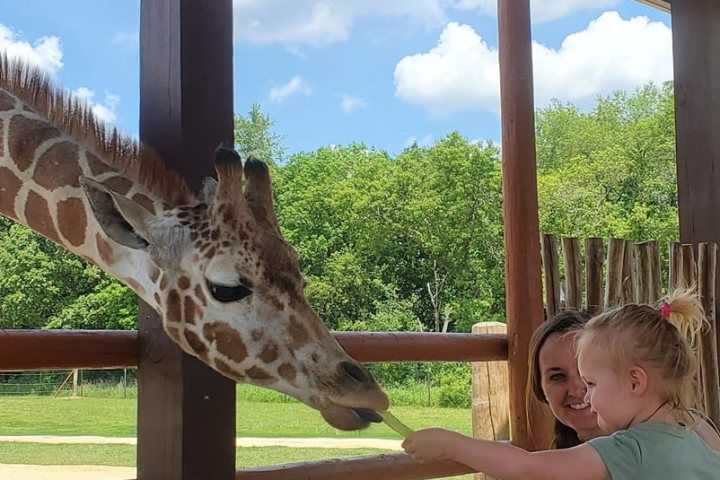 a child feeding a giraffe through a fence