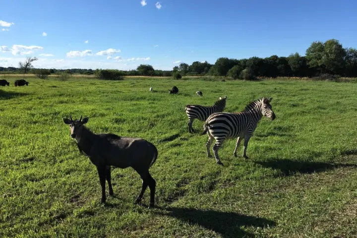 a herd of cattle standing on top of a lush green field