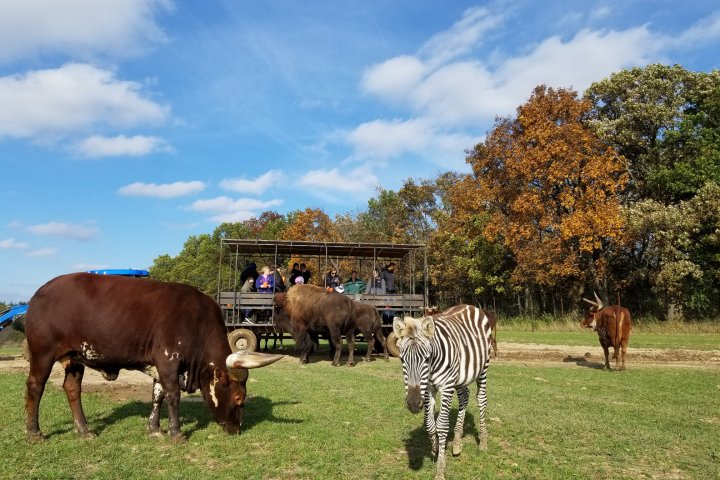 a herd of zebra standing on top of a grass covered field
