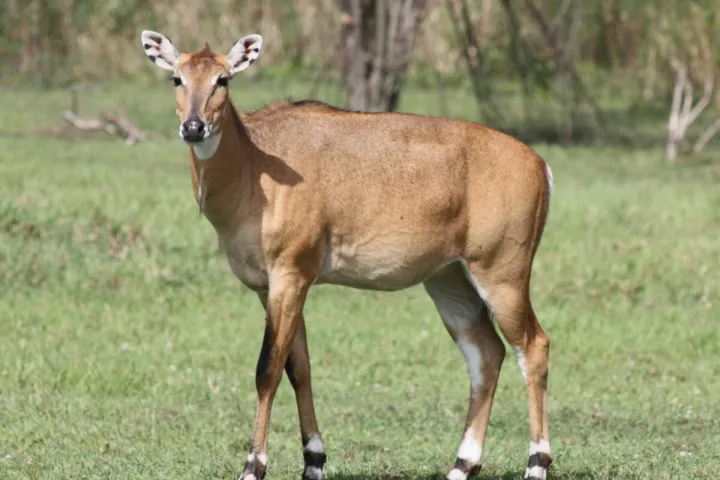 a brown horse standing on top of a grass covered field