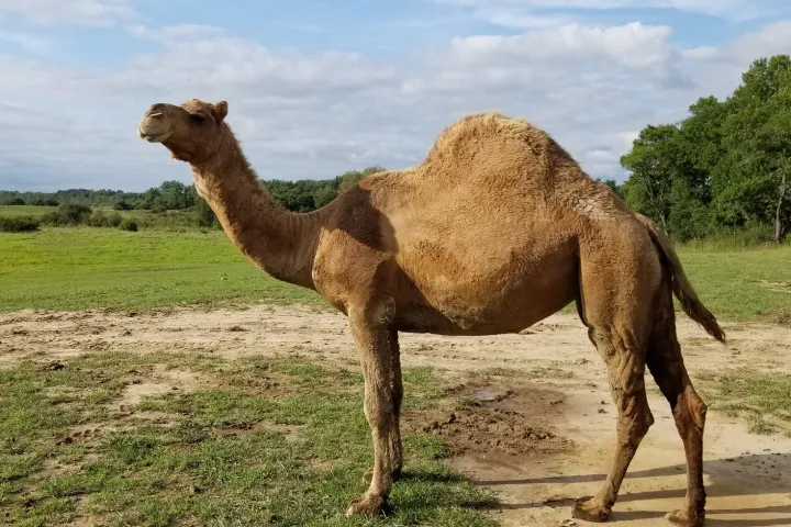 a camel standing in the dirt