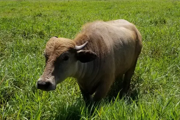 a large brown cow standing on top of a lush green field