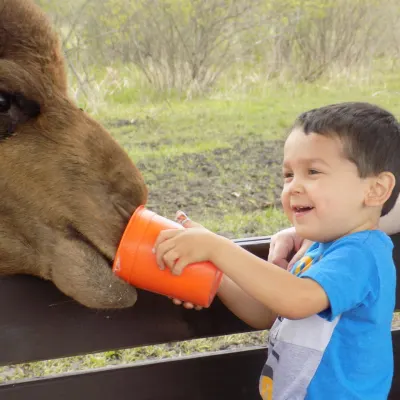 a young boy petting a horse