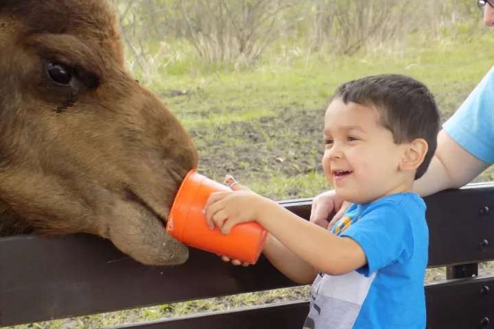 a young boy petting a horse