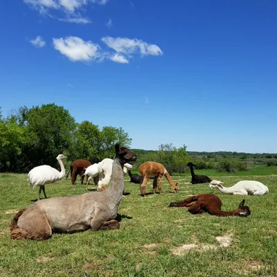 a herd of sheep standing on top of a grass covered field