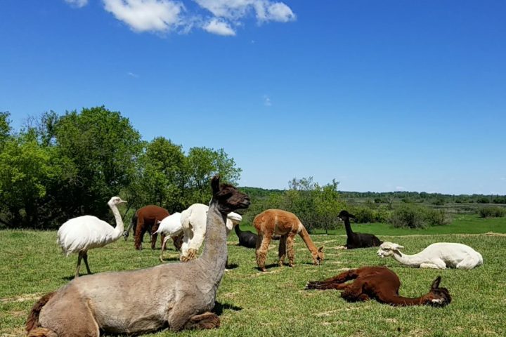 a herd of sheep standing on top of a grass covered field