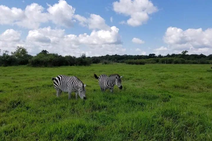 a couple of zebra standing on top of a lush green field