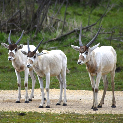 a cow standing on top of a grass covered field