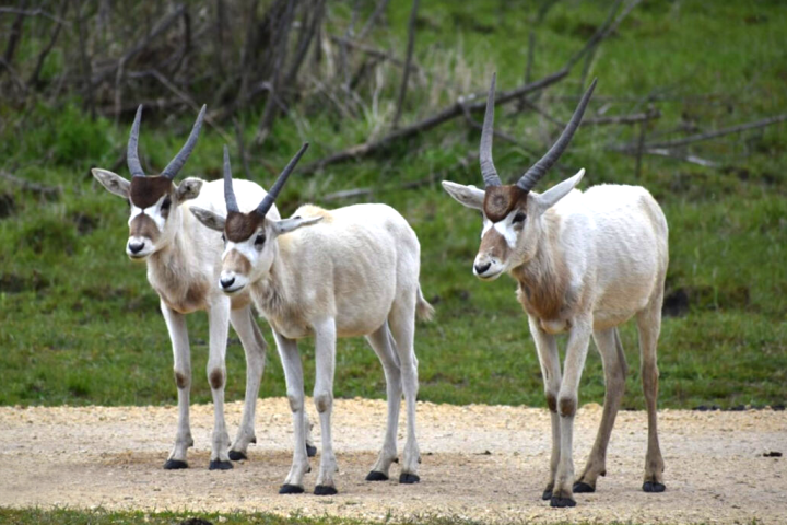 a cow standing on top of a grass covered field