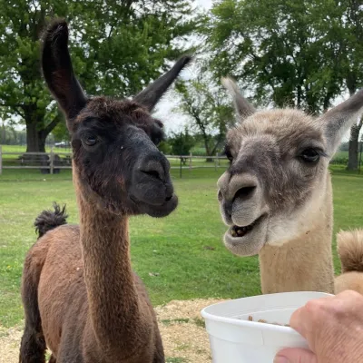 a llama with a stuffed animal