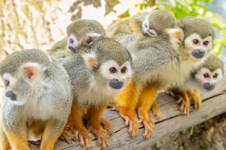 a group of sheep standing on top of a monkey