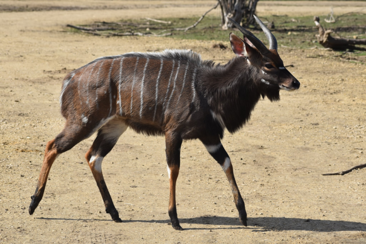 a dog walking on a beach