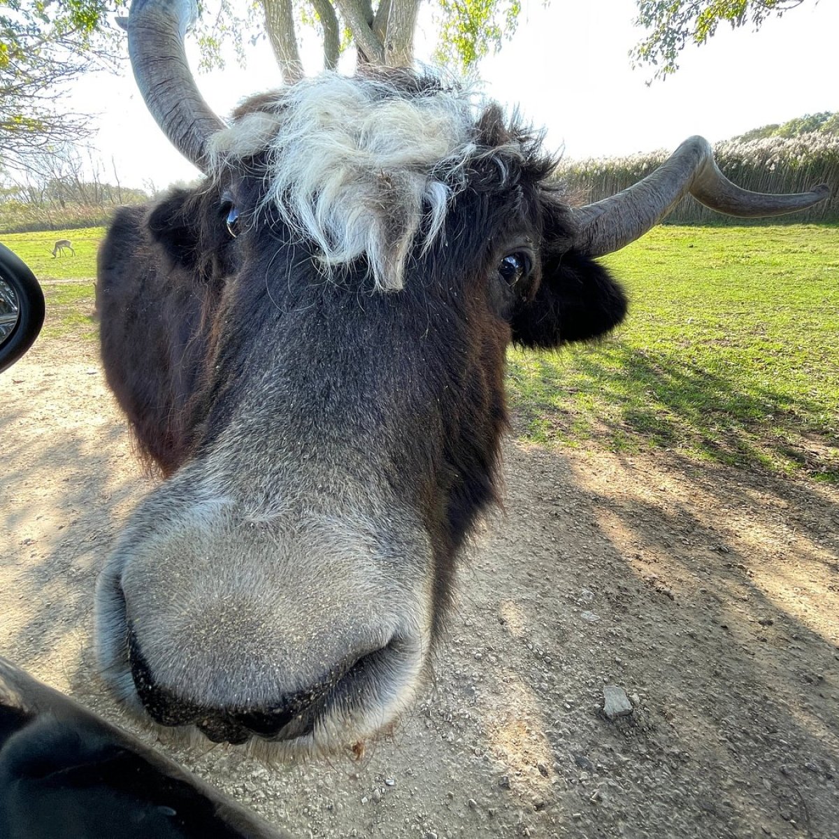 a cow is standing in the dirt