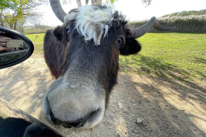 a cow is standing in the dirt