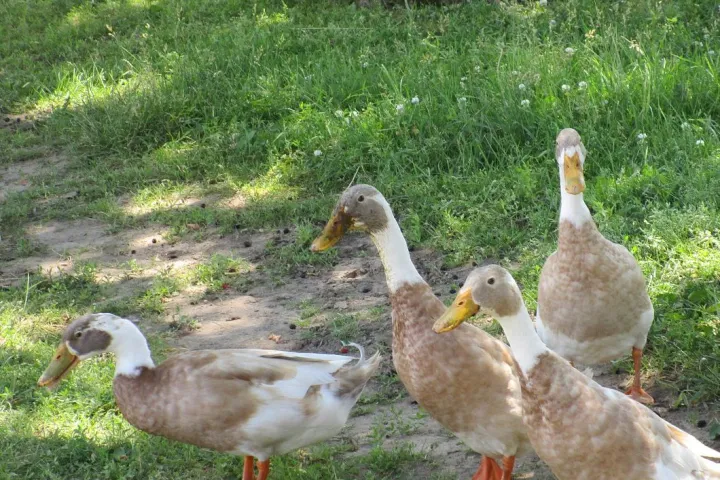 a bird that is standing in the grass