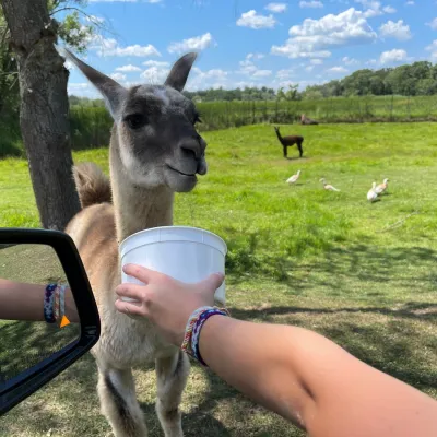 a person holding a dog