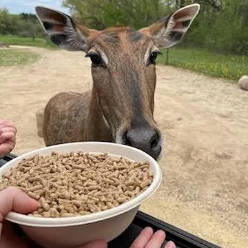 a giraffe standing next to a bowl of food