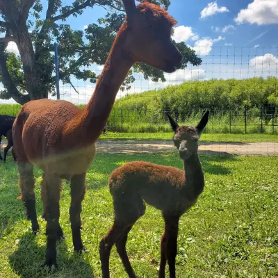 a llama in a grassy field