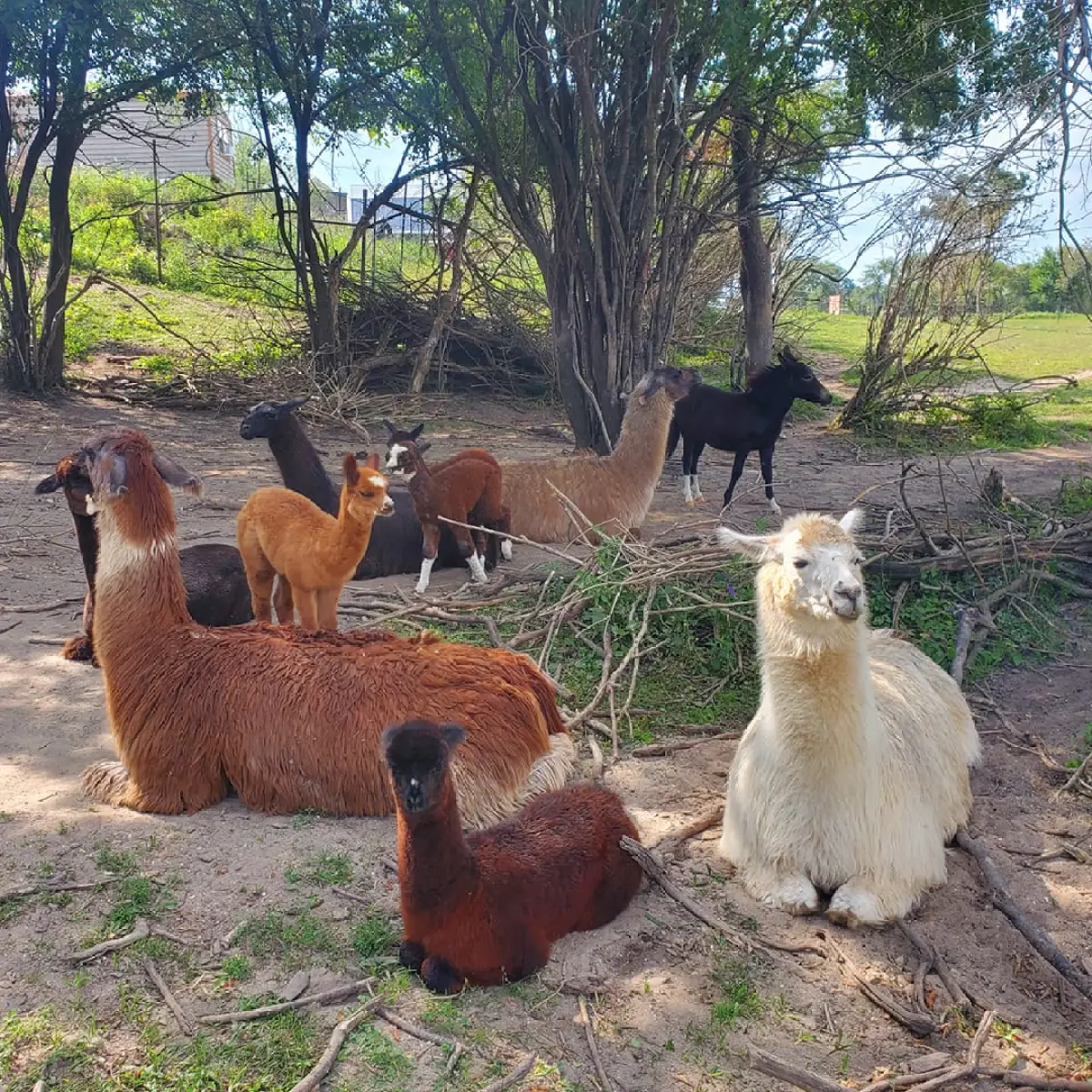 a group of sheep in a dirt field