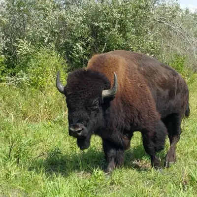 a large brown cow standing on top of a grass covered field