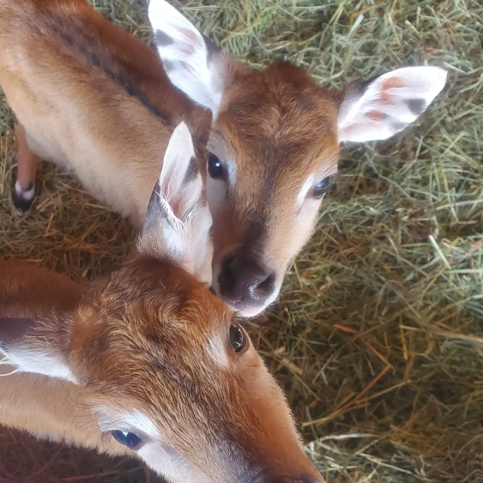 a deer eating hay