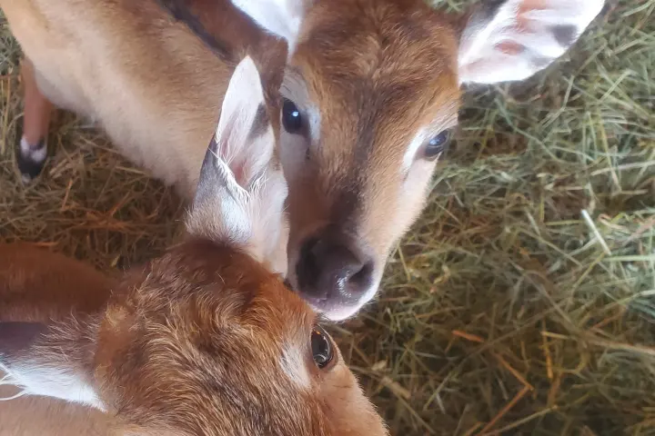 a deer eating hay