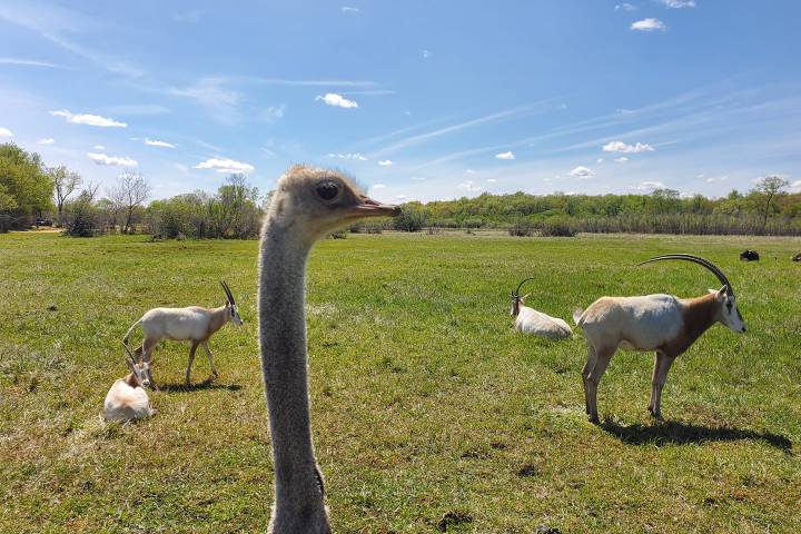 a flock of seagulls standing on a lush green field