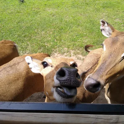 a group of sheep that are standing in the grass