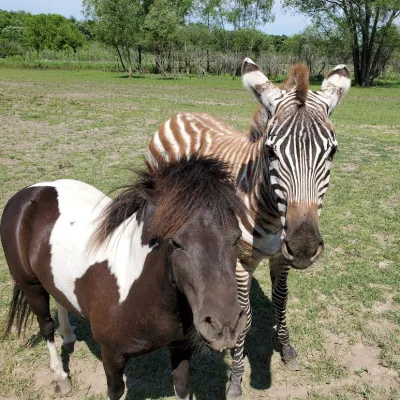 a herd of zebra standing on top of a grass covered field