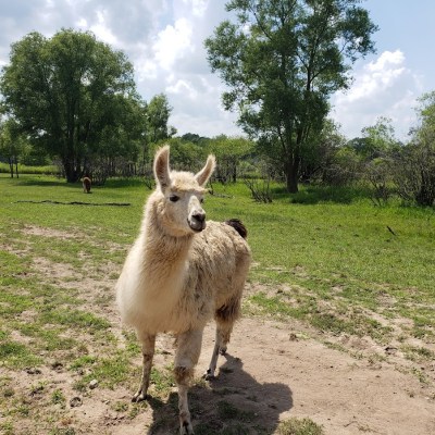 a sheep standing on top of a dirt field