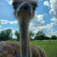 a close up of an animal