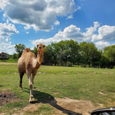 a herd of sheep standing on top of a grass covered field