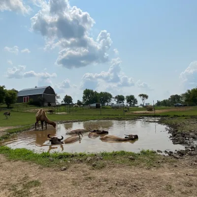 a herd of cattle standing on top of a body of water