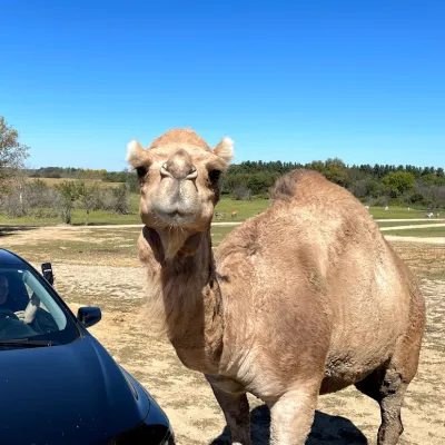 a camel standing in the dirt
