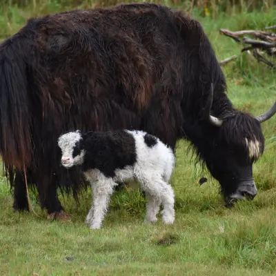 a brown cow standing on top of a grass covered field