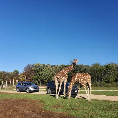 a group of giraffe standing on top of a dirt field