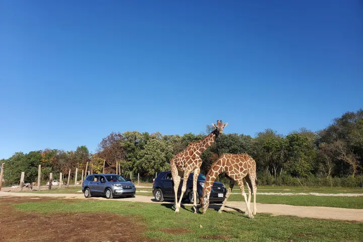 a group of giraffe standing on top of a dirt field