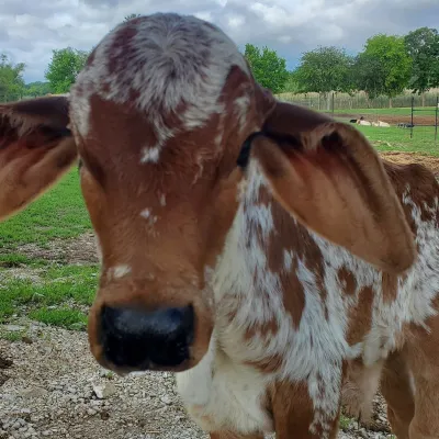 a close up of a brown horse standing next to a cow